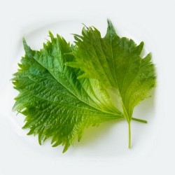 SHISO